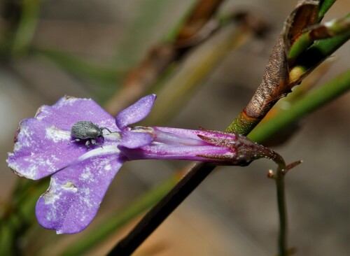 Buck's horn lobelia (Lobelia coronopifolia)