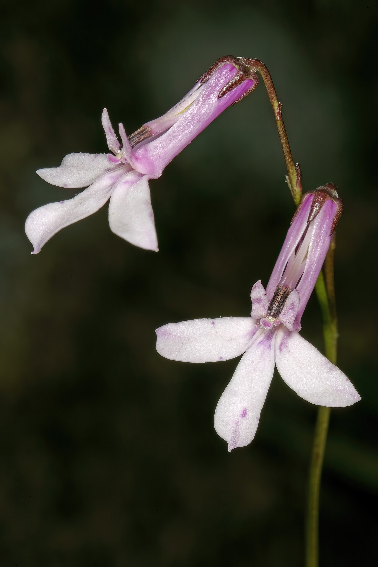 Buck's horn lobelia: Lobelia coronopifolia , flowers; grassland along Mnyameni River, above Nxa Xas Falls, Pondoland, Eastern Cape, South Africa