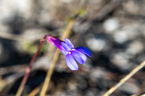 Buck's horn lobelia (Lobelia coronopifolia)