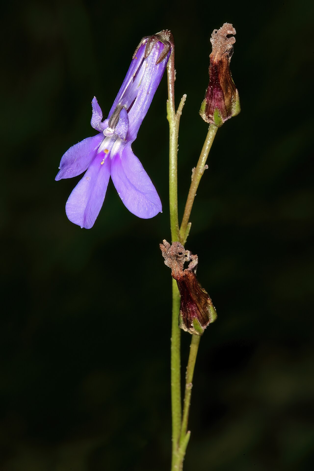 Buck's horn lobelia: Lobelia coronopifolia , flower; in grassland, Mzamba River Crossing on way to Mtentu Mouth, Pondoland, Eastern Cape, South Africa