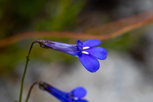 Buck's horn lobelia (Lobelia coronopifolia)