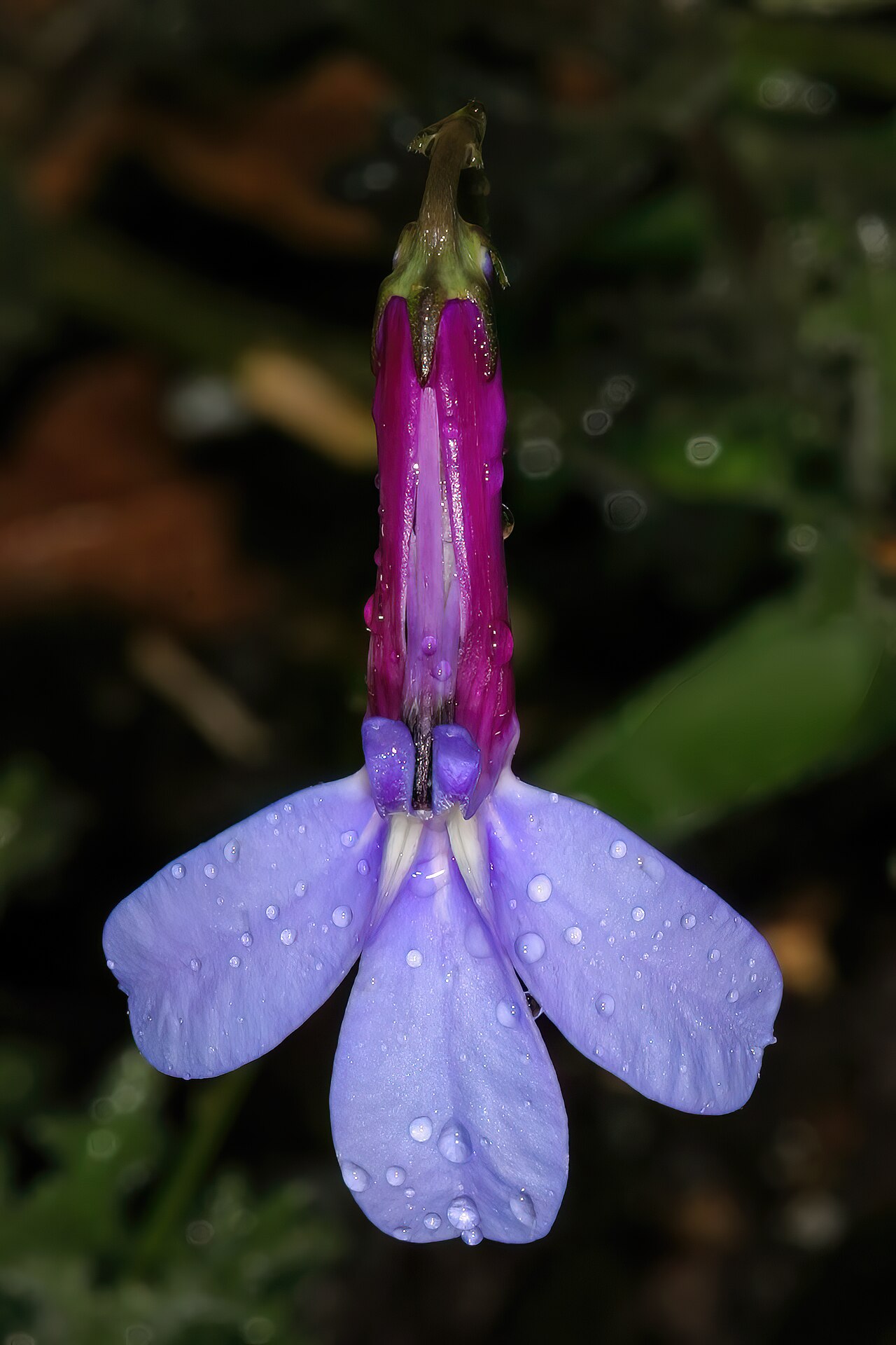 Buck's horn lobelia: Lobelia coronopifolia , flower; Kirstenbosch National Botanical Garden, Cape Town, Western Cape, South Africa