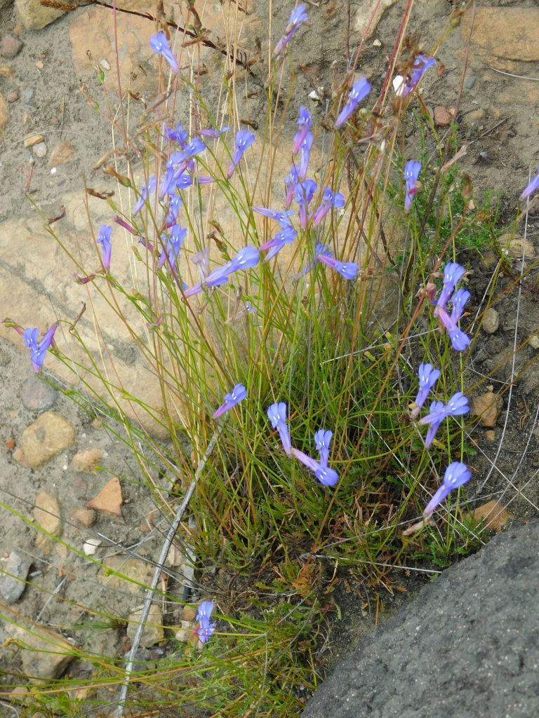 Buck's horn lobelia (Lobelia coronopifolia)