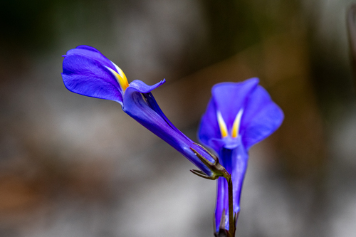 Buck's horn lobelia (Lobelia coronopifolia)