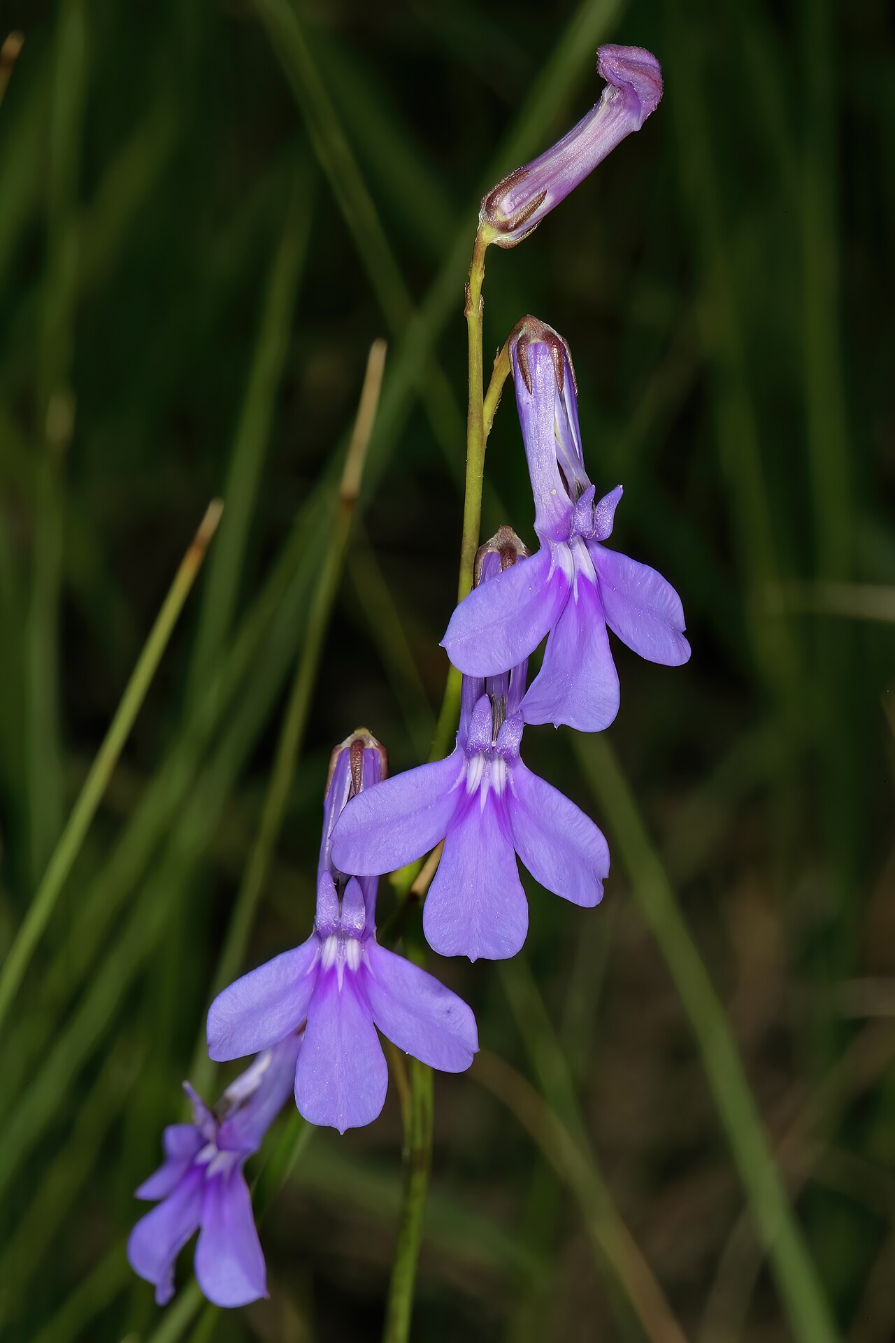 Buck's horn lobelia: Lobelia coronopifolia , flowers; coastal grassland, vicinity of Port Edward, KwaZulu-Natal, South Africa
