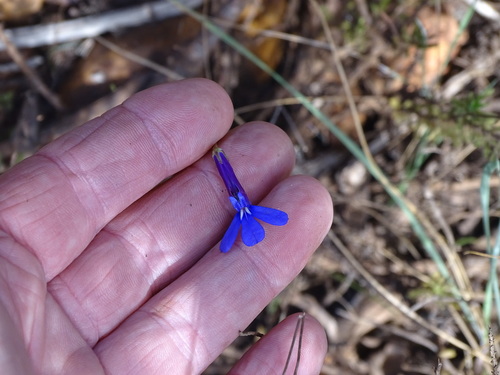 Buck's horn lobelia (Lobelia coronopifolia)
