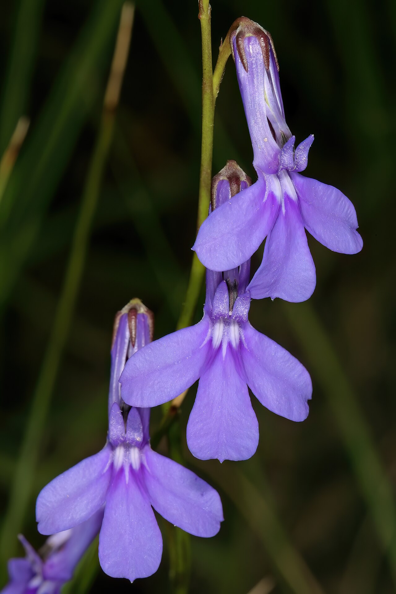 Buck's horn lobelia: Lobelia coronopifolia , flowers; coastal grassland, vicinity of Port Edward, KwaZulu-Natal, South Africa