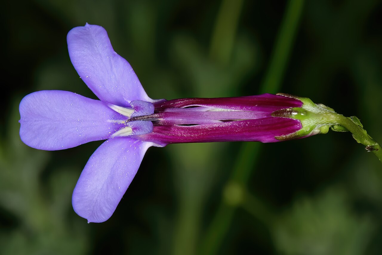 Buck's horn lobelia: Lobelia coronopifolia , flower; Kirstenbosch National Botanical Garden, Cape Town, Western Cape, South Africa