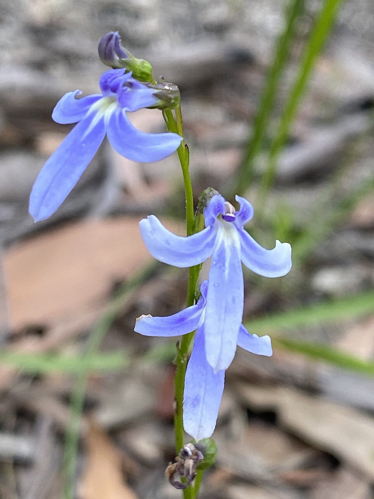 Lobelia dentata: Lobelia dentata growing in bushland in Penrose