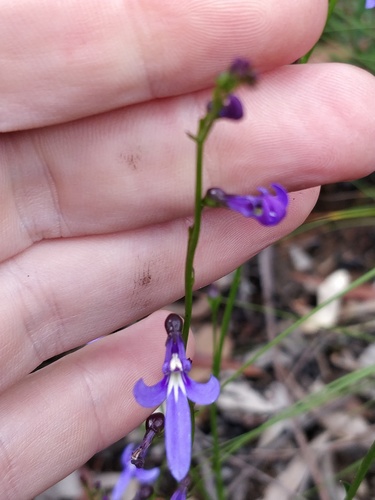 Lobelia dentata (Lobelia dentata)