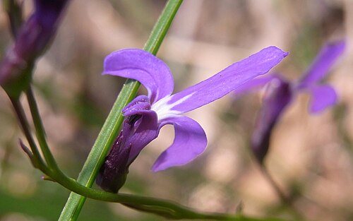 Lobelia dentata: Wildflower growing under recently burnt eucalyptus woodland. Probably Lobelia dentata. St Ives North, NSW, Australia