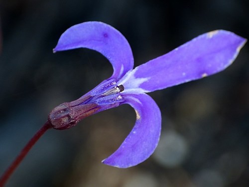 Lobelia dentata (Lobelia dentata)