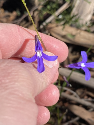Lobelia dentata (Lobelia dentata)