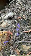 Lobelia dentata (Lobelia dentata)