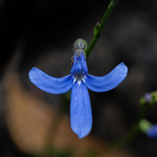 Lobelia dentata (Lobelia dentata)