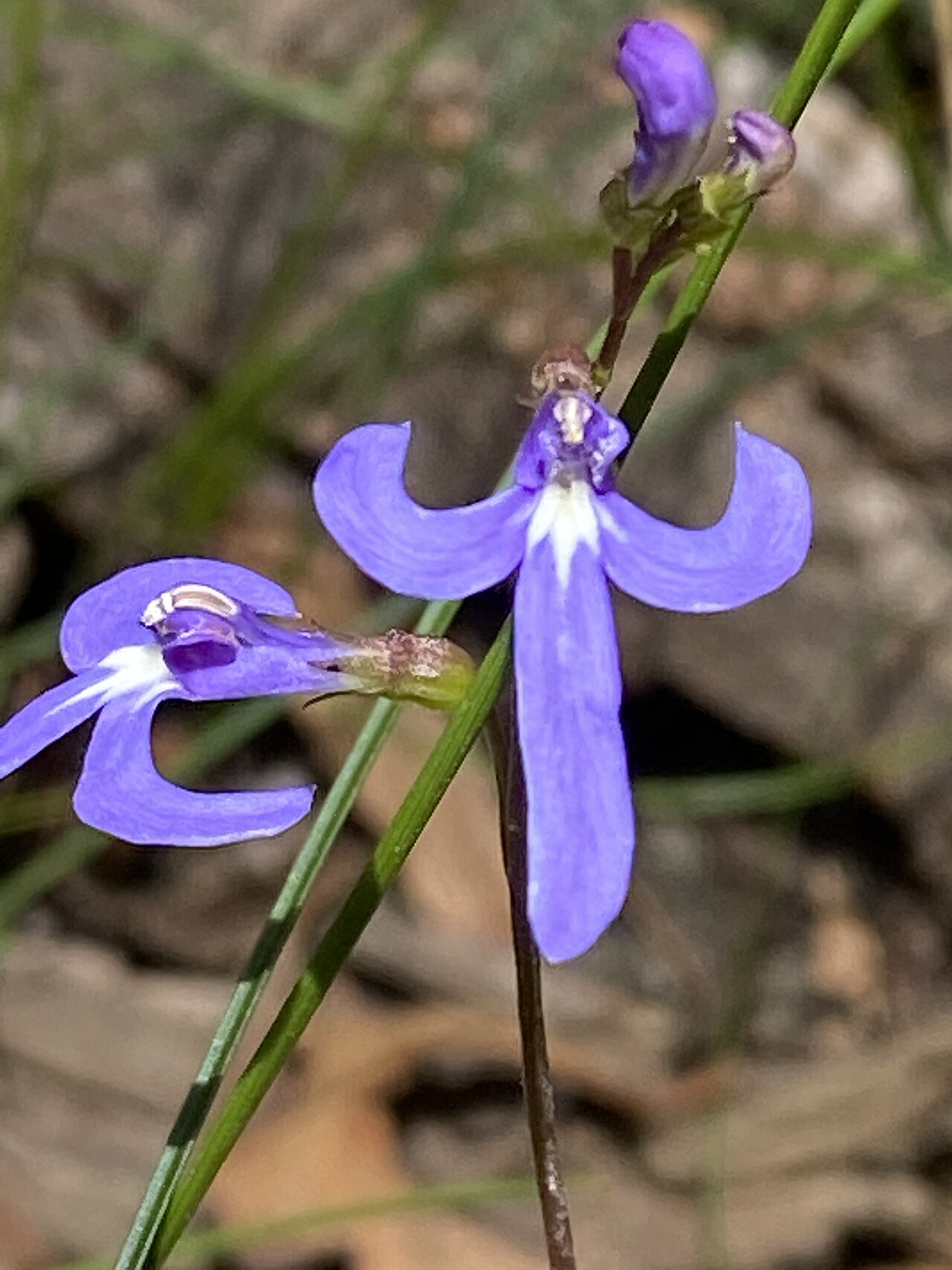 Lobelia dentata: Lobelia dentata growing in bushland in Penrose