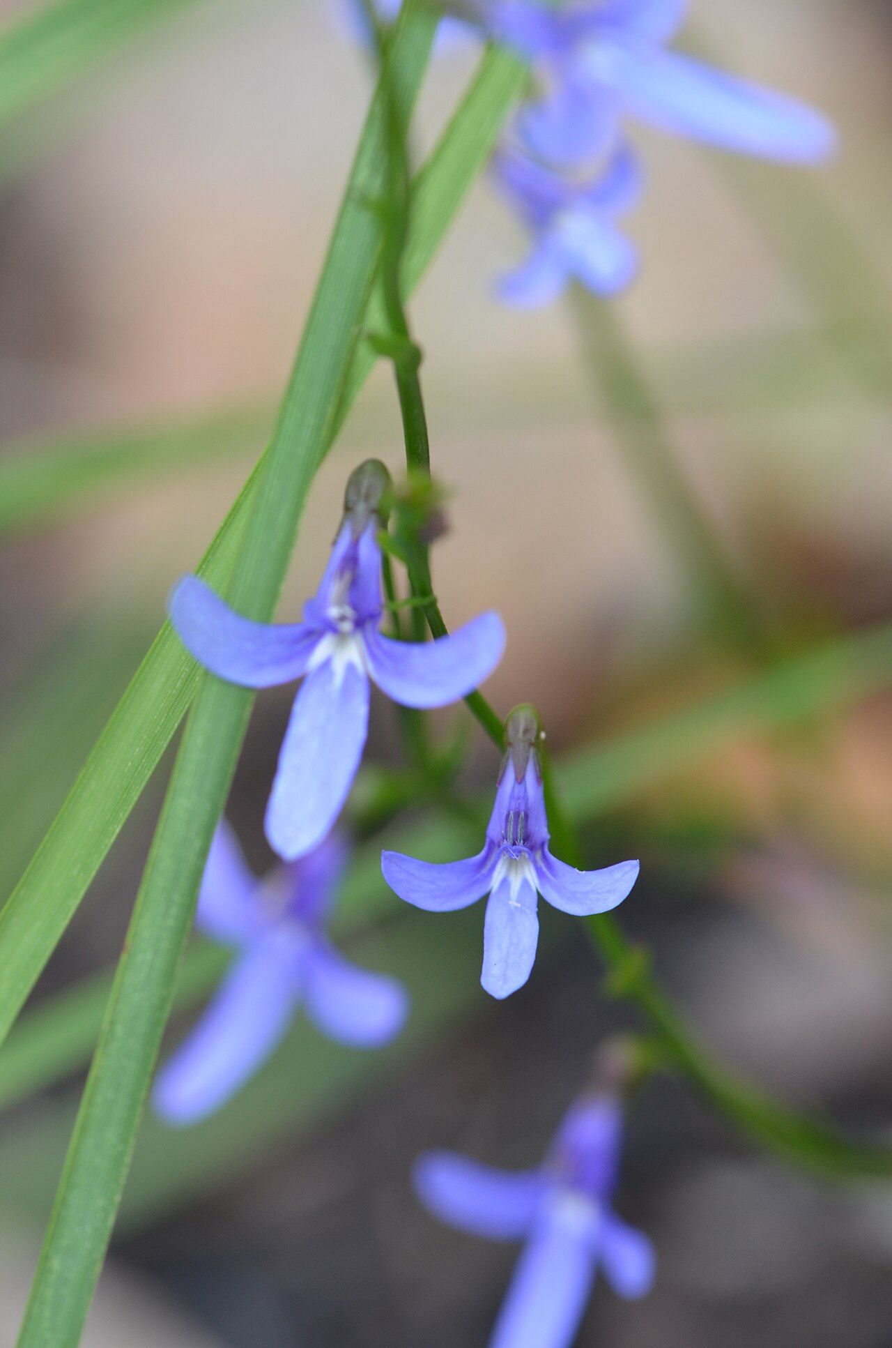 Lobelia dentata: Lobelia dentata , Garigal National Park, New South Wales