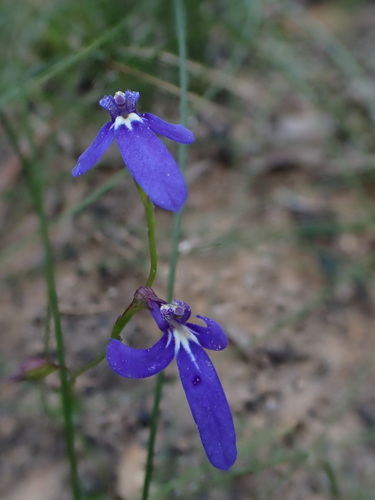 Lobelia dentata (Lobelia dentata)