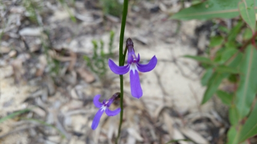 Lobelia dentata (Lobelia dentata)