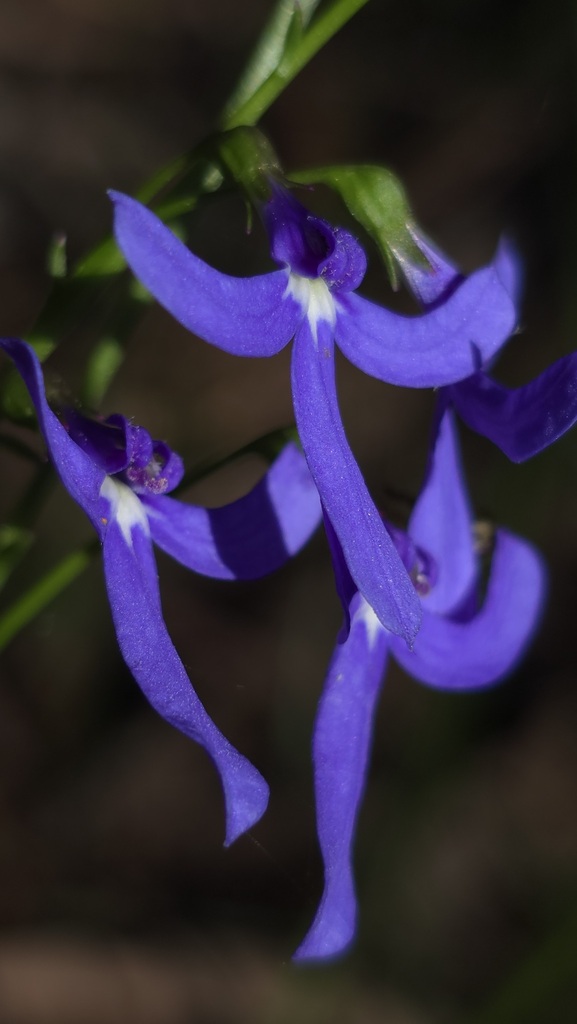 Lobelia dentata (Lobelia dentata)
