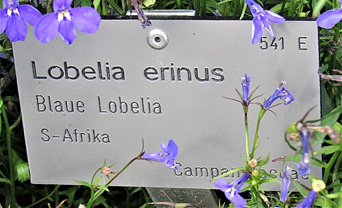 Edging lobelia: Info-Tafel Blaue Lobelia Lobelia erinus