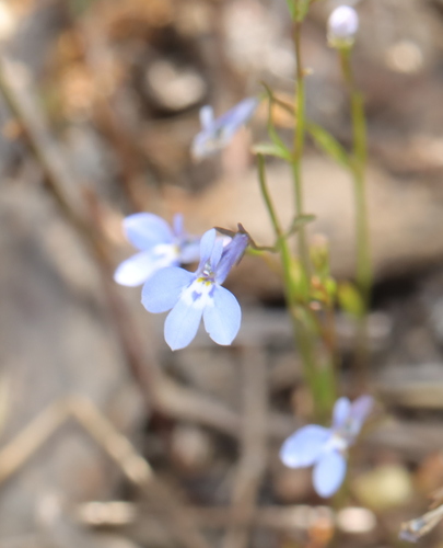 Edging lobelia (Lobelia erinus)