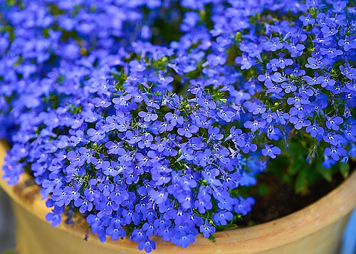 Edging lobelia: Garden Lobelia ( Lobelia erinus ) in Athens.