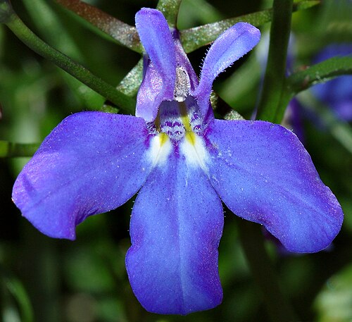 Edging lobelia: This image shows a Lobelia close-up.