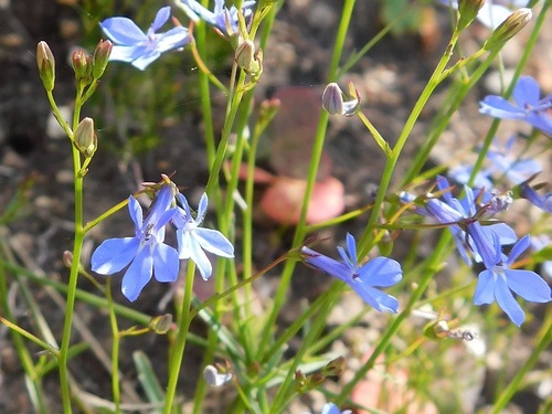 Edging lobelia