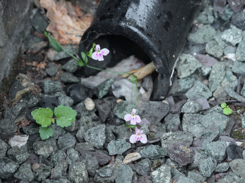 Edging lobelia (Lobelia erinus)