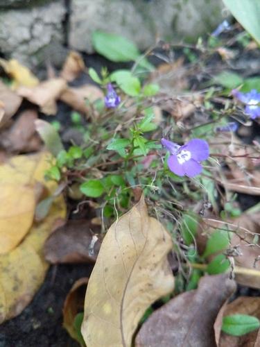 Edging lobelia (Lobelia erinus)