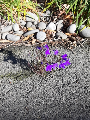 Edging lobelia (Lobelia erinus)