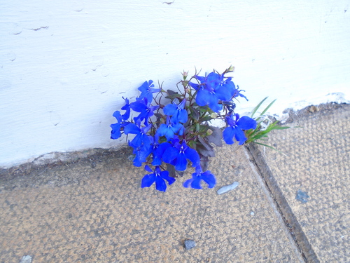 Edging lobelia (Lobelia erinus)