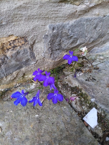 Edging lobelia (Lobelia erinus)