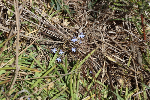Edging lobelia (Lobelia erinus)