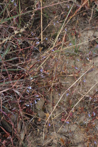 Edging lobelia (Lobelia erinus)
