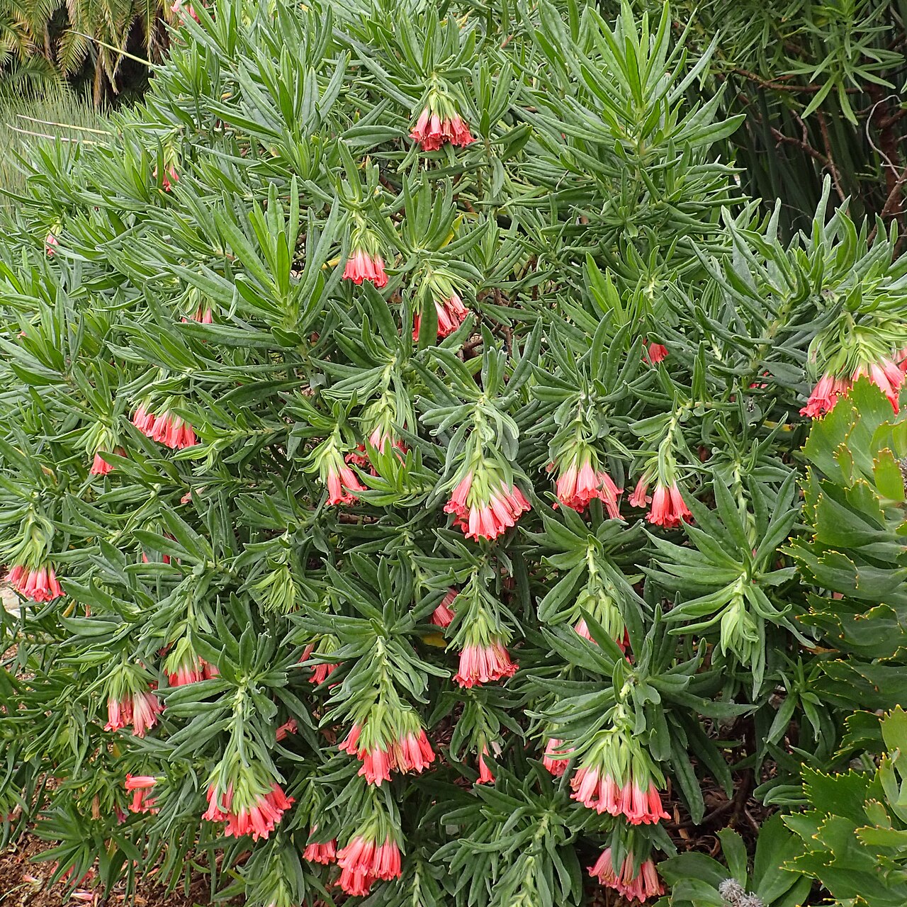 Lobostemon belliformis: Lobostemon belliformis at the Kirstenbosch National Botanical Garden in Cape Town, South Africa