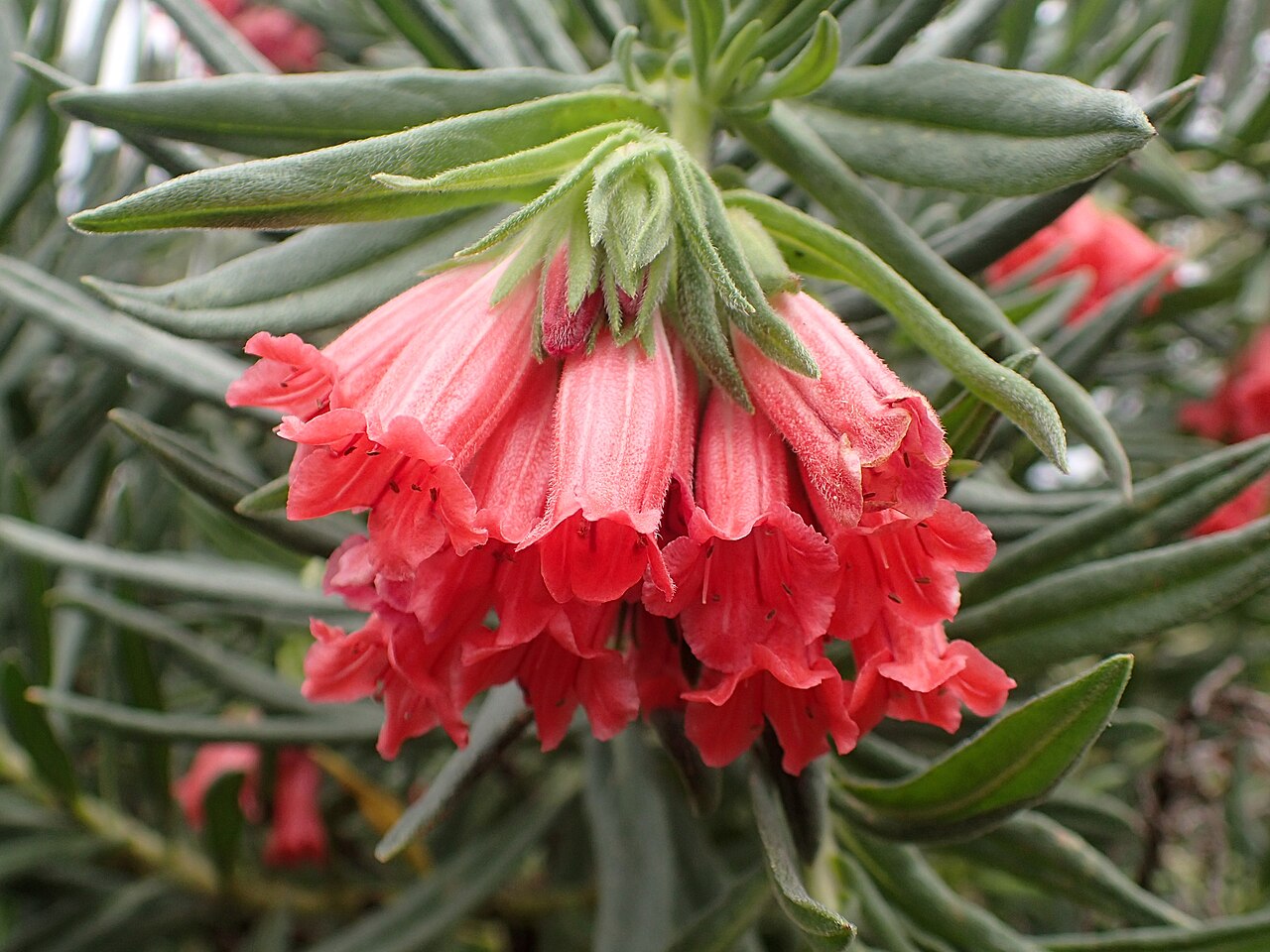 Lobostemon belliformis: Lobostemon belliformis at the Kirstenbosch National Botanical Garden in Cape Town, South Africa