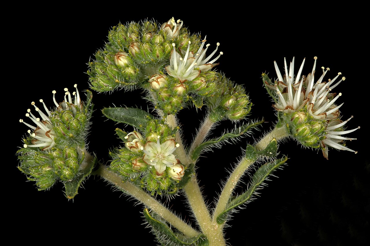 Lobostemon capitatus: Lobostemon capitatus , flowers; Darling Renosterveld Reserve, Darling, Western Cape, South Africa