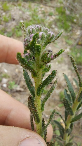 Lobostemon capitatus (Lobostemon capitatus)