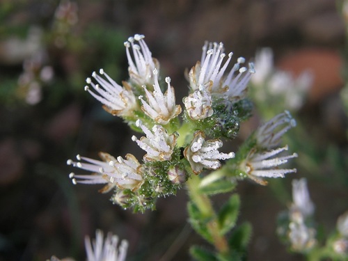 Lobostemon capitatus (Lobostemon capitatus)