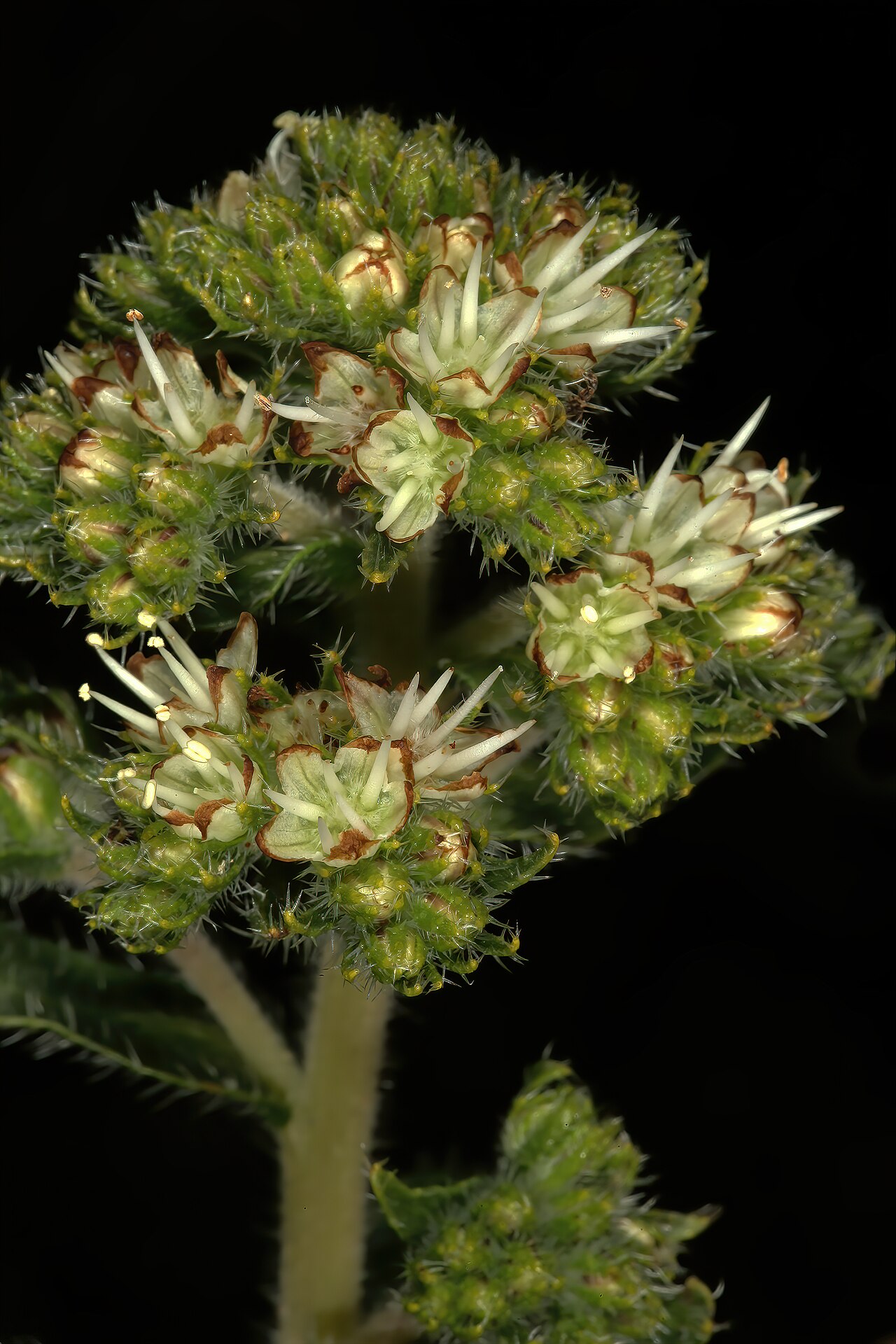 Lobostemon capitatus: Lobostemon capitatus , flowers; Darling Renosterveld Reserve, Darling, Western Cape, South Africa
