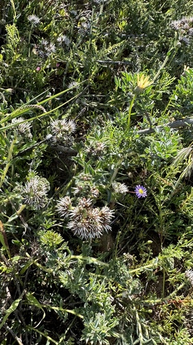 Lobostemon capitatus (Lobostemon capitatus)