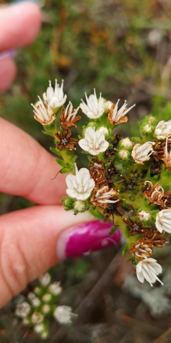 Lobostemon capitatus (Lobostemon capitatus)