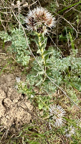 Lobostemon capitatus (Lobostemon capitatus)