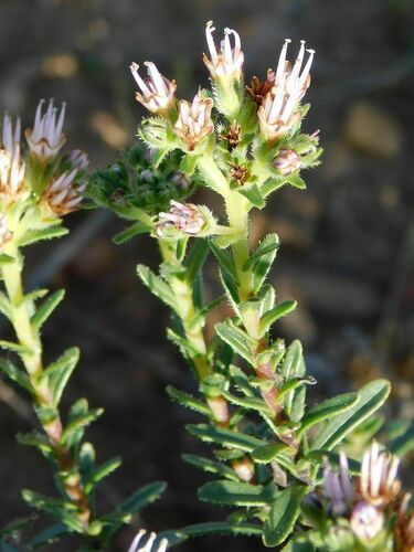 Lobostemon capitatus (Lobostemon capitatus)