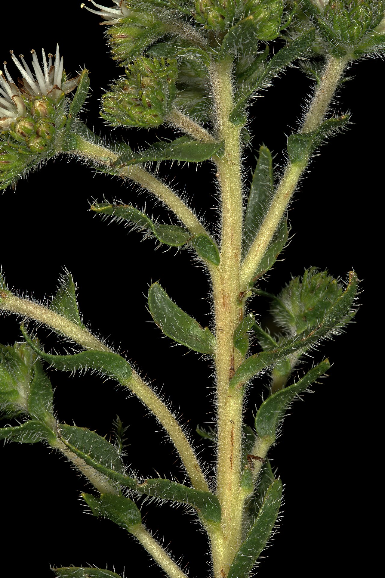 Lobostemon capitatus: Lobostemon capitatus , flowers, stems and leaves; Darling Renosterveld Reserve, Darling, Western Cape, South Africa