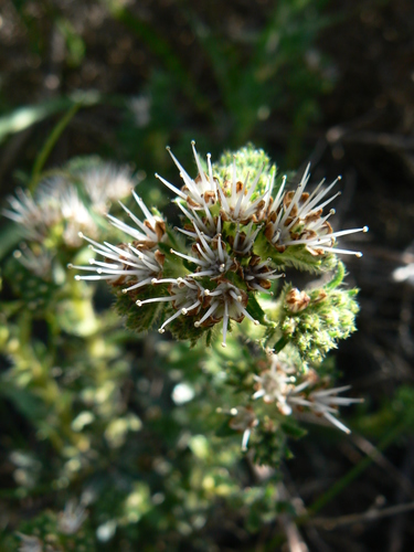 Lobostemon capitatus (Lobostemon capitatus)