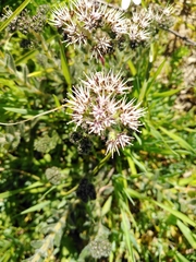 Lobostemon capitatus (Lobostemon capitatus)