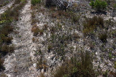 Lobostemon collinus (Lobostemon collinus)